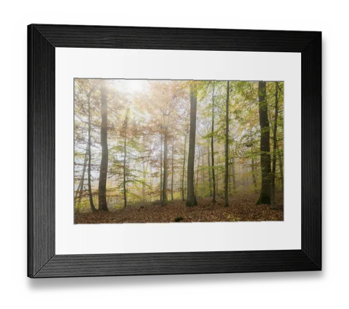 Framed Print : Beech (Fagus) forest in autumn Framed Print : Beech (Fagus) forest in autumn