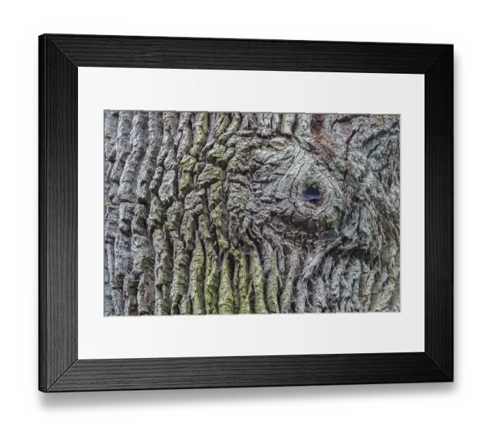 Framed Print : Bark, Urwald Sababurg, primeval forest Framed Print : Bark, Urwald Sababurg, primeval forest