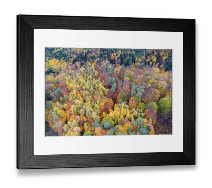 Framed Print : Autumn coloured mixed forest, aerial photo Framed Print : Autumn coloured mixed forest, aerial photo