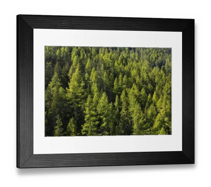 Framed Print : Coniferous forest, larch and spruce forest near Soelden