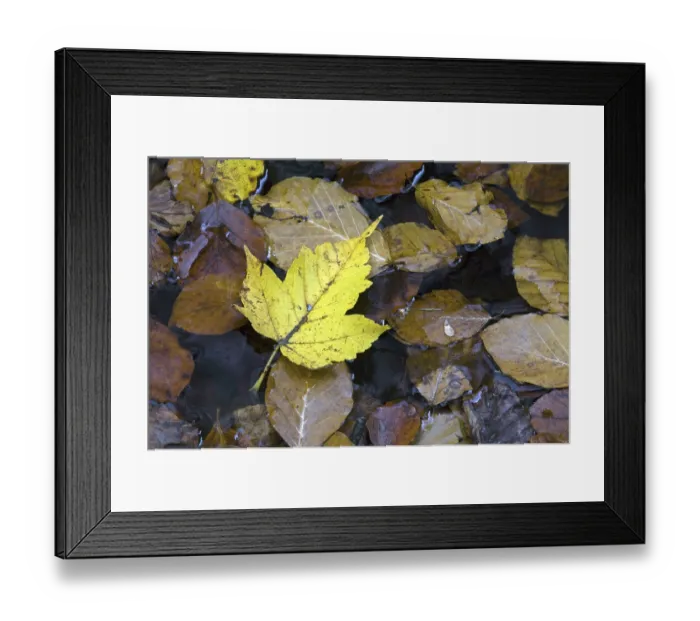 Framed Print : Fallen sycamore (Acer pseudoplatanus) leaf floating in pond among beech leaves (Fagus sylvatica) in autumn colours