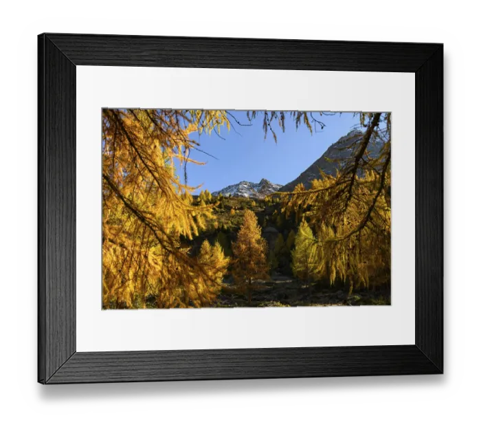 Framed Print : Autumn larch (Larix) forest, with mountains in the background