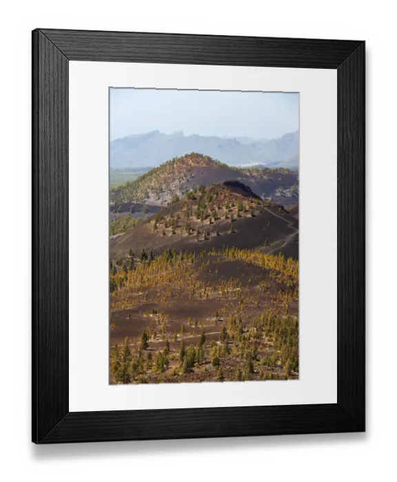 Framed Print : Canary Island pines (Pinus canariensis) in volcanic landscape Framed Print : Canary Island pines (Pinus canariensis) in volcanic landscape