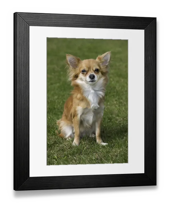 Framed Print : Papillon dog (Canis lupus familiaris) sitting on lawn in garden