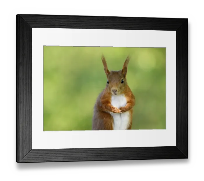 Framed Print : Eurasian red squirrel (Sciurus vulgaris) Framed Print : Eurasian red squirrel (Sciurus vulgaris)