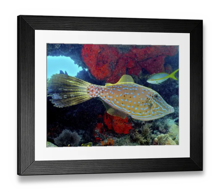 Framed Print : Scrawled filefish (Aluterus scriptus) Framed Print : Scrawled filefish (Aluterus scriptus)