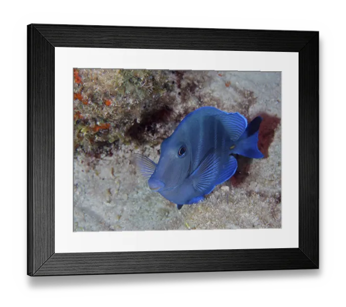 Framed Print : Atlantic blue tang (Acanthurus coeruleus)