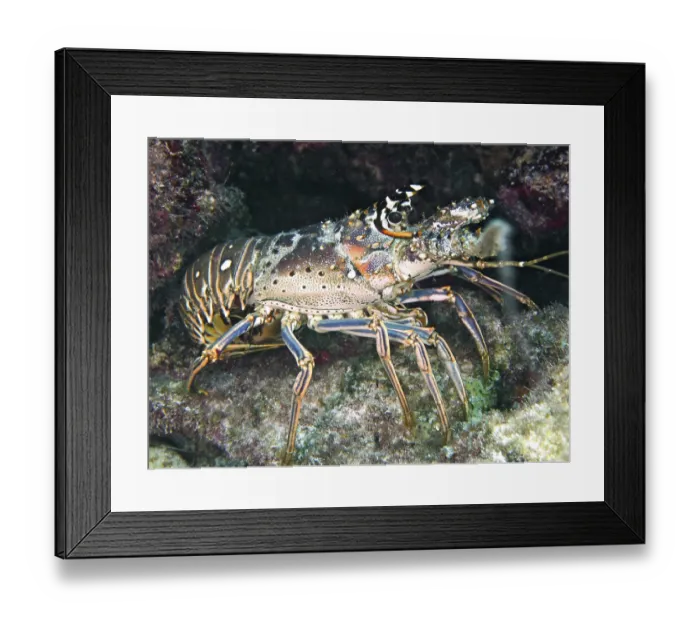 Framed Print : Caribbean spiny crayfish (Panulirus argus)