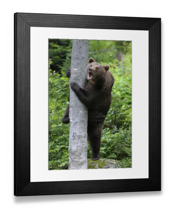 Framed Print : American Brown Bear (Ursus arctos) Framed Print : American Brown Bear (Ursus arctos)