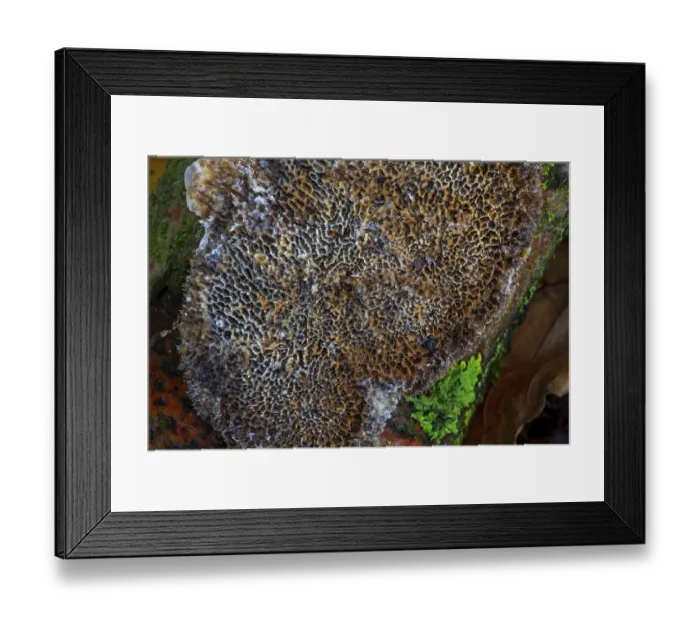 Framed Print : Common mazegill (Datronia mollis) (Antrodia mollis) (Cerioporus mollis) Framed Print : Common mazegill (Datronia mollis) (Antrodia mollis) (Cerioporus mollis)