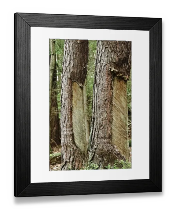 Framed Print : Tree resin extraction, forest, Germany, Europe Framed Print : Tree resin extraction, forest, Germany, Europe
