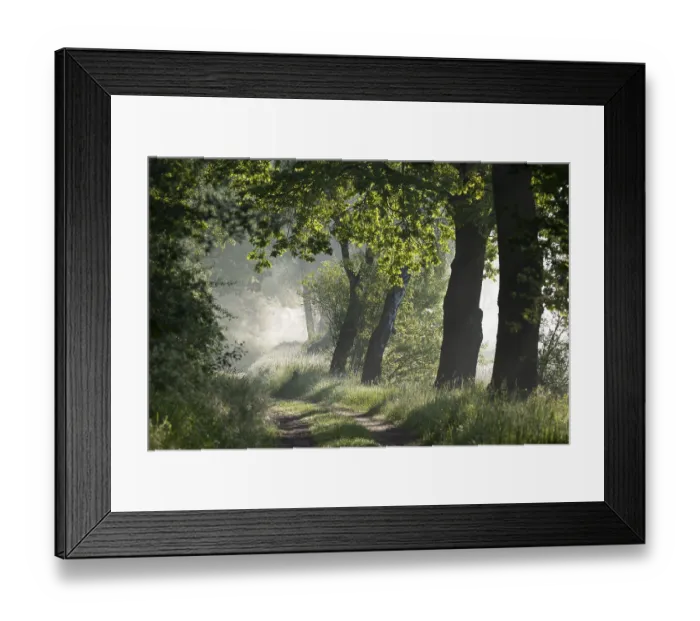 Framed Print : Forest path, morning mist, Lower Saxony