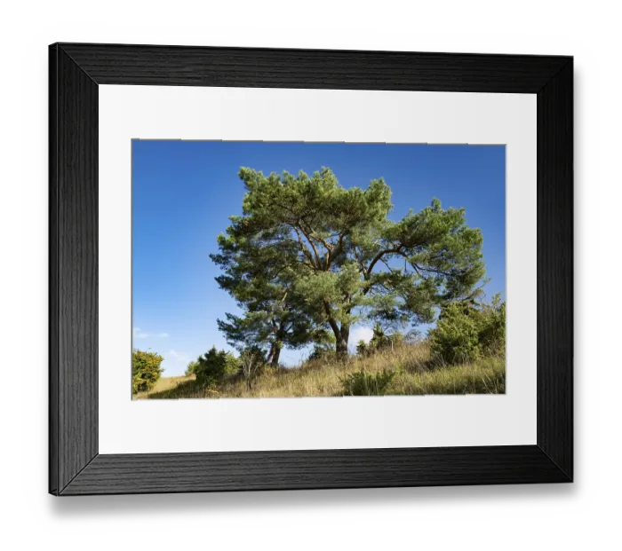 Framed Print : Scots pine (Pinus sylvestris), blue sky