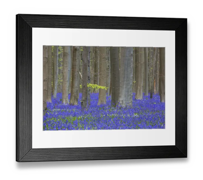 Framed Print : Blue flowering bluebells (Hyacinthoides non-scripta) in the copper beech (Fagus sylvatica) forest Framed Print : Blue flowering bluebells (Hyacinthoides non-scripta) in the copper beech (Fagus sylvatica) forest