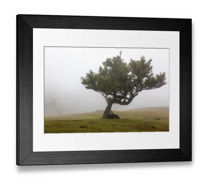 Framed Print : Old laurel tree in the mist, stinkwood (Ocotea foetens) Framed Print : Old laurel tree in the mist, stinkwood (Ocotea foetens)