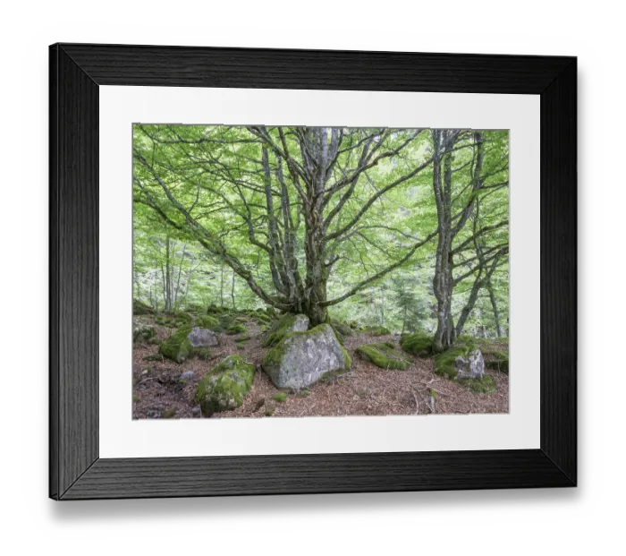 Framed Print : European beech (Fagus sylvatica) trees in primeval forest Framed Print : European beech (Fagus sylvatica) trees in primeval forest