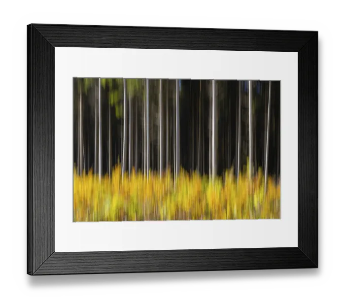 Framed Print : Spruce forest in the Swabian Alb in autumn Framed Print : Spruce forest in the Swabian Alb in autumn