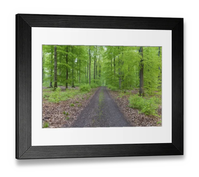 Framed Print : Beech tree forest with dirt road in spring Framed Print : Beech tree forest with dirt road in spring