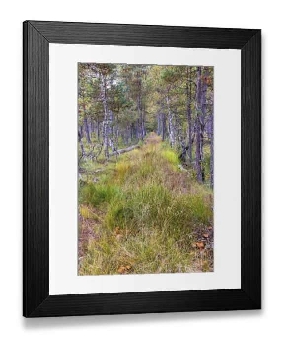 Framed Print : Tree lined path in a pine woodland at autumn Framed Print : Tree lined path in a pine woodland at autumn