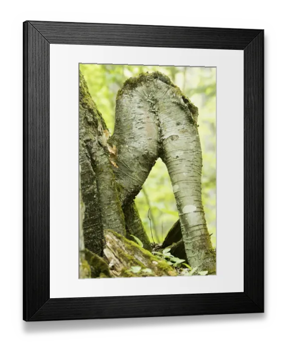 Framed Print : Curious formation of a birch tree in the foret