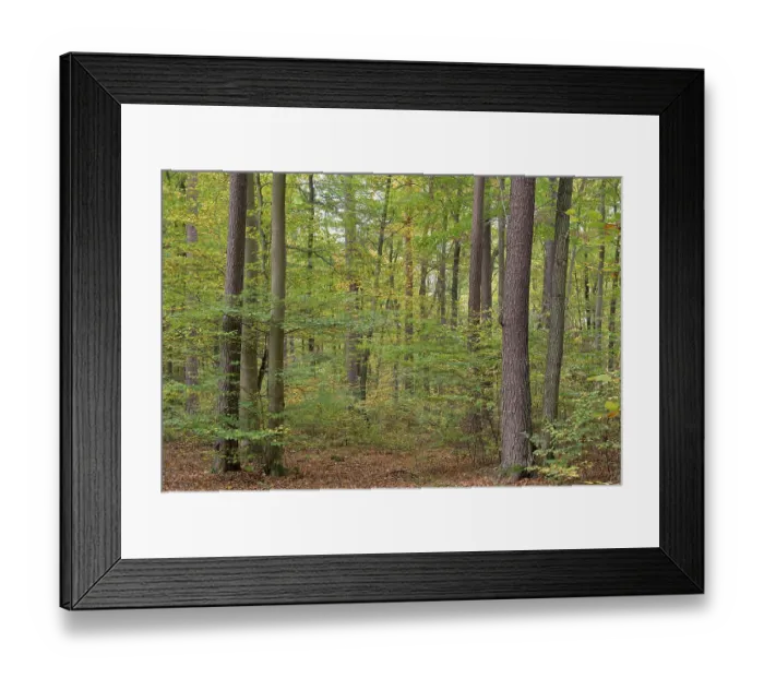 Framed Print : View of the mixed forest in autumn