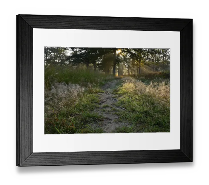 Framed Print : Path in deciduous forest with sun star Framed Print : Path in deciduous forest with sun star