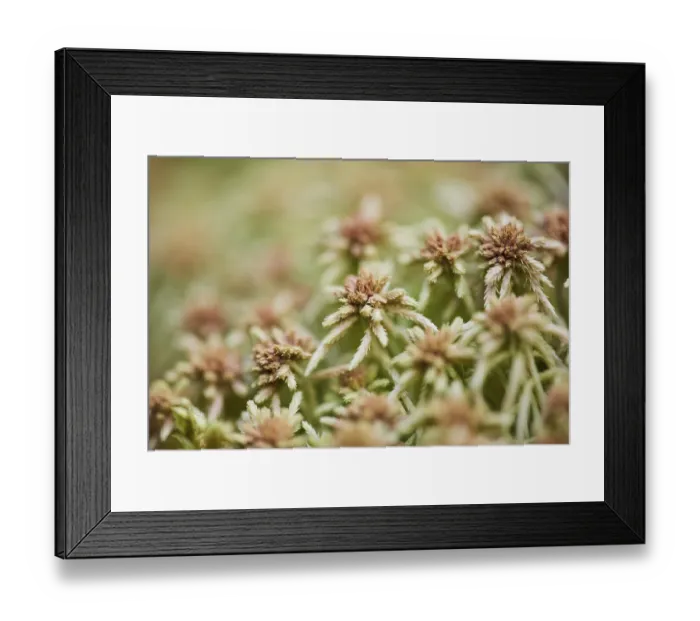 Framed Print : Flat-topped bogmoss (Sphagnum fallax) Frankonia