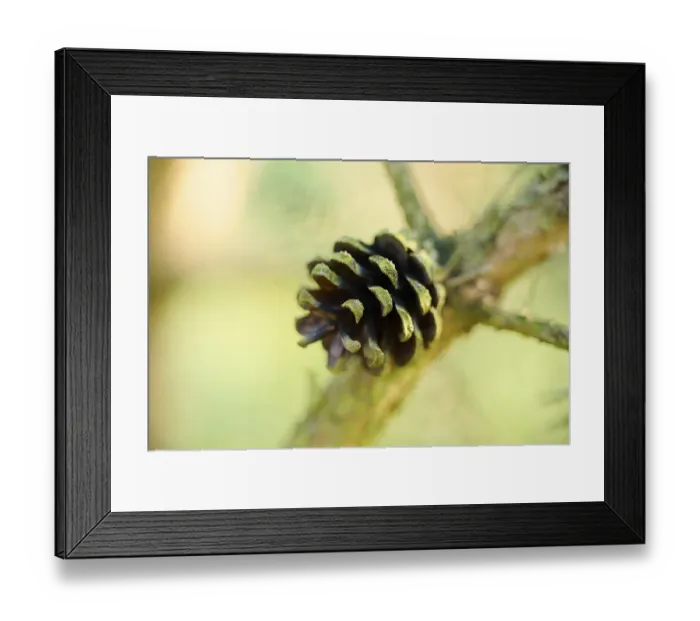 Framed Print : Scots pine (Pinus sylvestris) cone Framed Print : Scots pine (Pinus sylvestris) cone