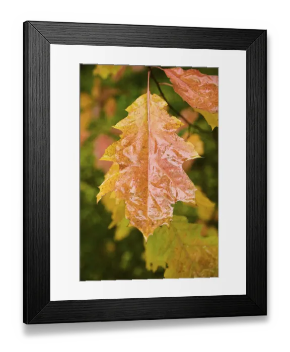 Framed Print : Norway maple (Acer platanoides) tree leafes Framed Print : Norway maple (Acer platanoides) tree leafes