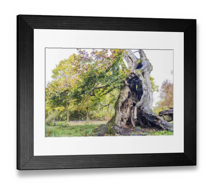 Framed Print : Old hute beech in autumn, Kellerwald