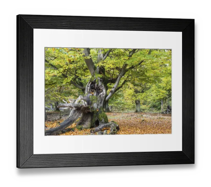 Framed Print : Old hute beech in autumn, Kellerwald
