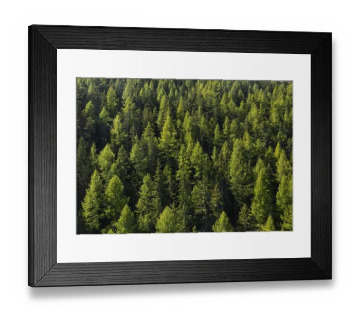 Framed Print : Coniferous forest, larch and spruce forest near Soelden Framed Print : Coniferous forest, larch and spruce forest near Soelden
