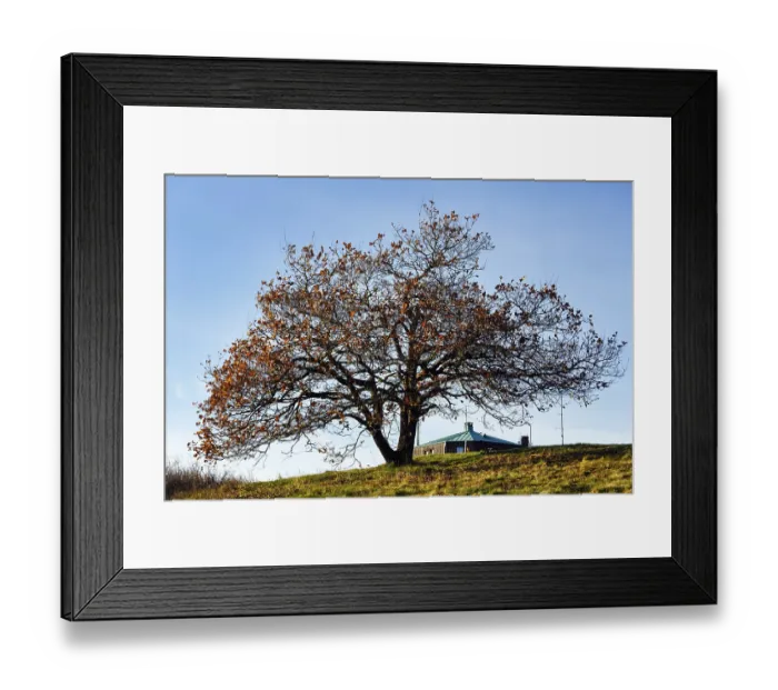 Framed Print : Oak (Quercus) with autumn-coloured leaves