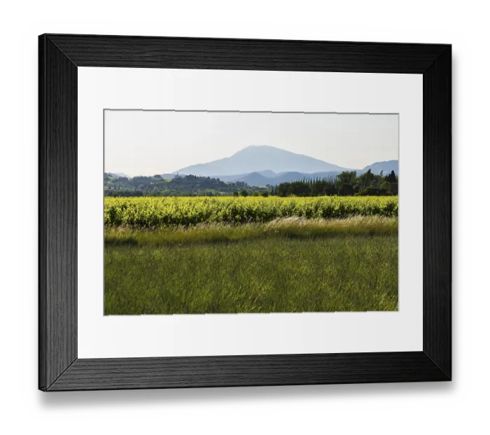Framed Print : Mont Ventoux and cypress avenue
