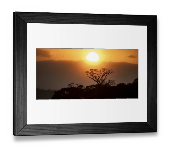 Framed Print : Treetops at sunset, silhouettes against the light Framed Print : Treetops at sunset, silhouettes against the light