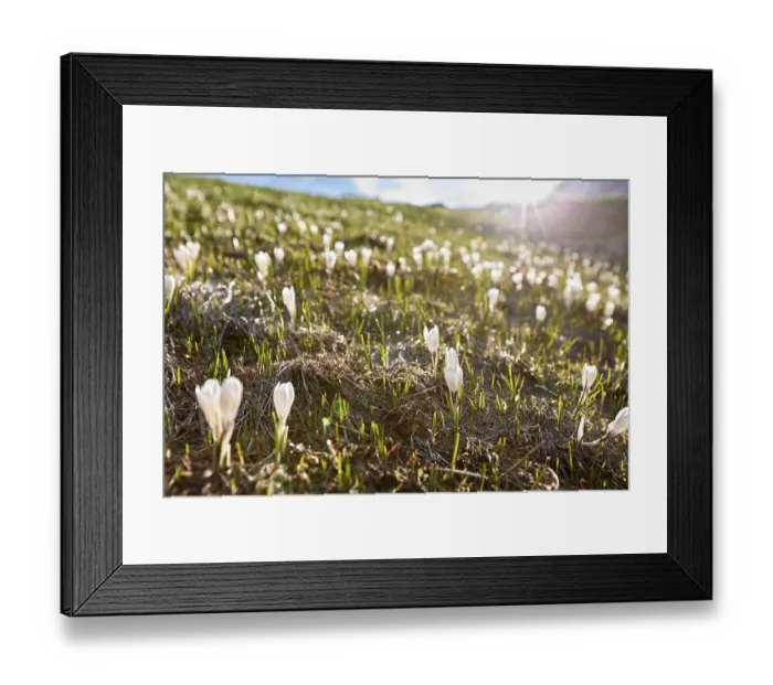 Framed Print : Spring crocus (Crocus vernus), Oetztal Framed Print : Spring crocus (Crocus vernus), Oetztal