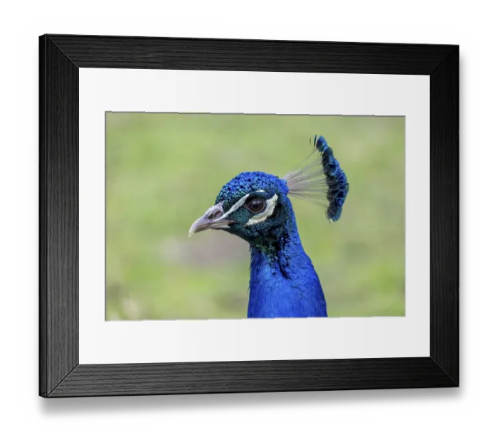 Framed Print : Indian peafowl (Pavo cristatus)