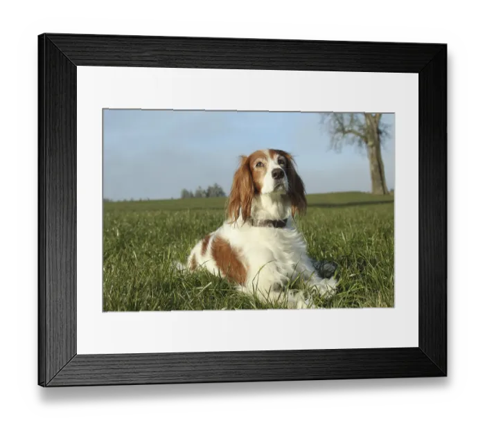 Framed Print : Hunting dog Irish Setter, Allgaeu