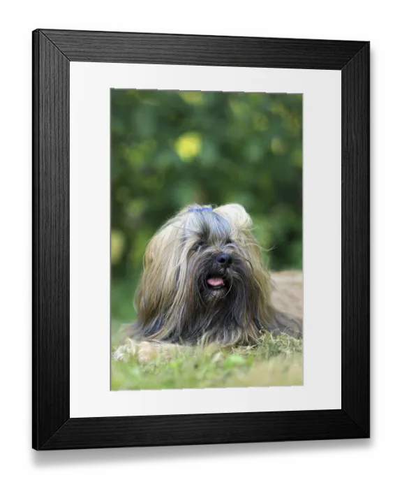 Framed Print : Lhasa Apso