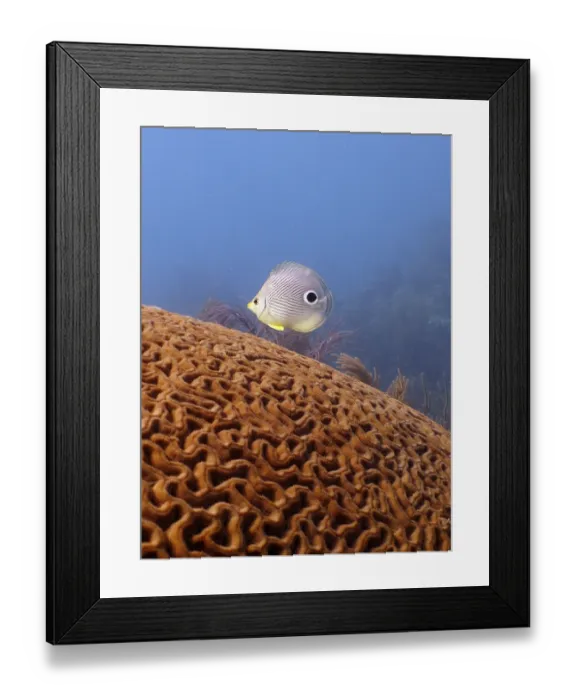 Framed Print : Four-eye butterflyfish (Chaetodon capistratus) over brain coral (Diploria labyrinthiformis)