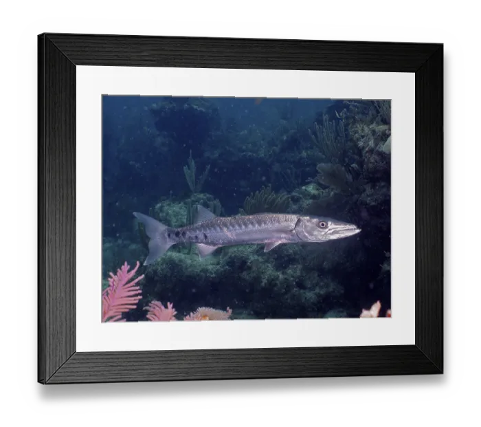 Framed Print : Great barracuda (Sphyraena barracuda) Framed Print : Great barracuda (Sphyraena barracuda)