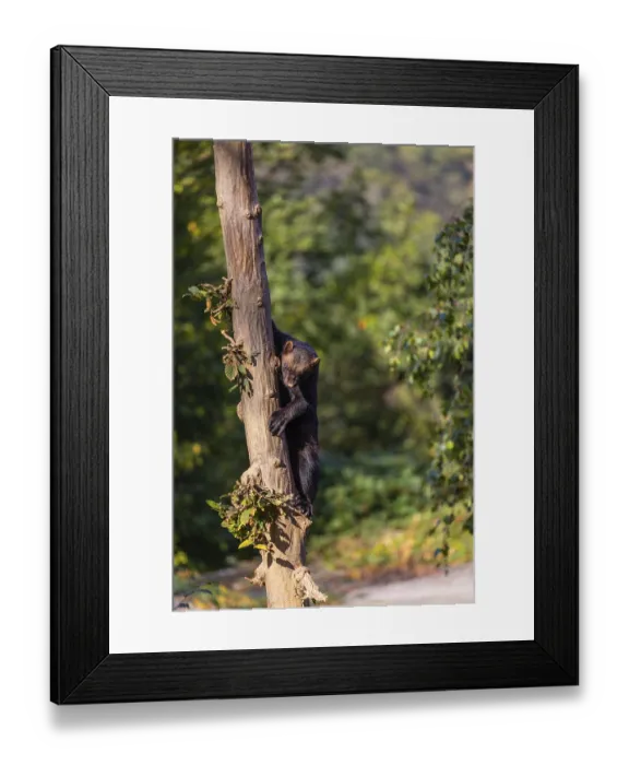 Framed Print : One wolverine, (Gulo gulo), climbing up a tree
