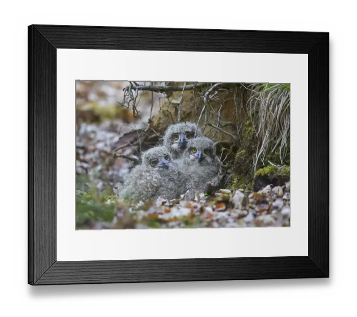 Framed Print : Eurasian eagle-owl (Bubo bubo)