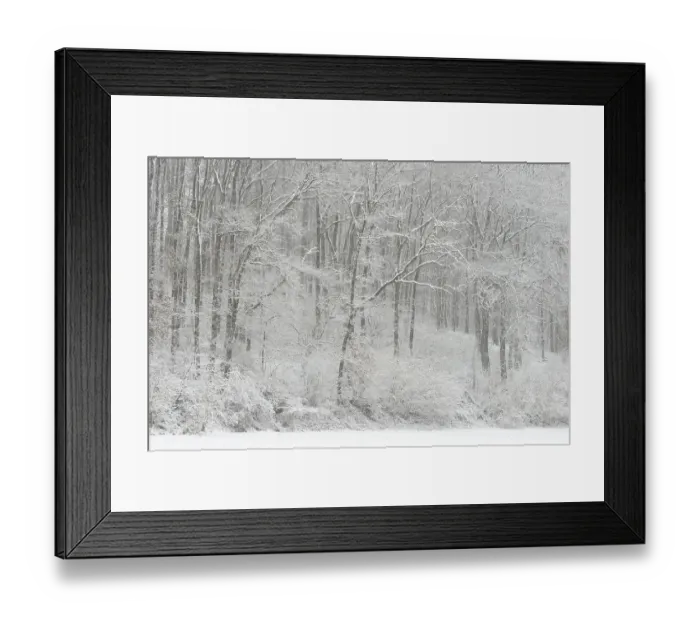 Framed Print : Winter forest after heavy snowfall Framed Print : Winter forest after heavy snowfall