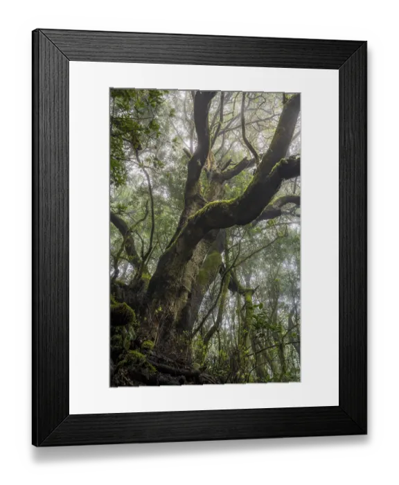Framed Print : Laurel tree with mosses and lichens in the cloud forest Framed Print : Laurel tree with mosses and lichens in the cloud forest