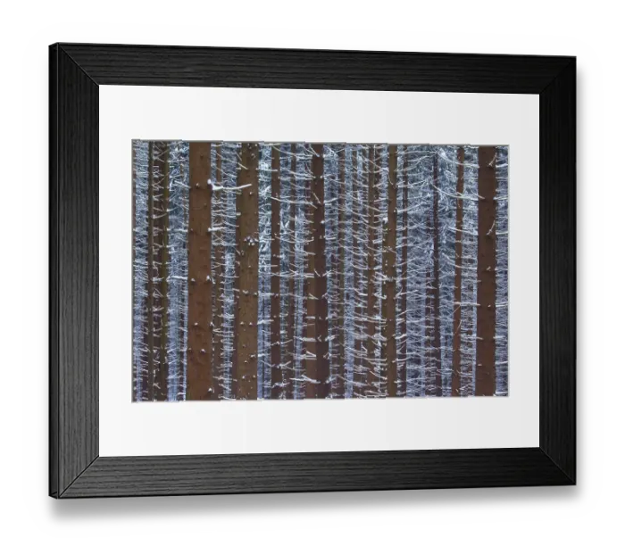 Framed Print : Snow-covered tree trunks in a dense winter forest Framed Print : Snow-covered tree trunks in a dense winter forest