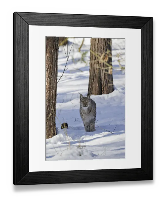 Framed Print : Eurasian lynx (Lynx lynx) hunting in forest in the snow in winter