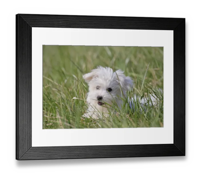 Framed Print : Maltese domestic dog (Canis lupus familiaris)