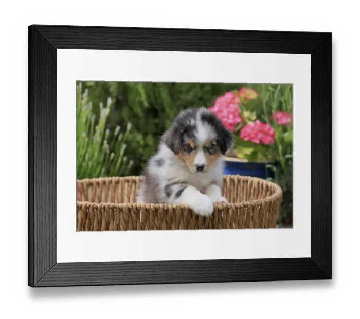 Framed Print : Australian Shepherd domestic dog (Canis lupus familiaris)