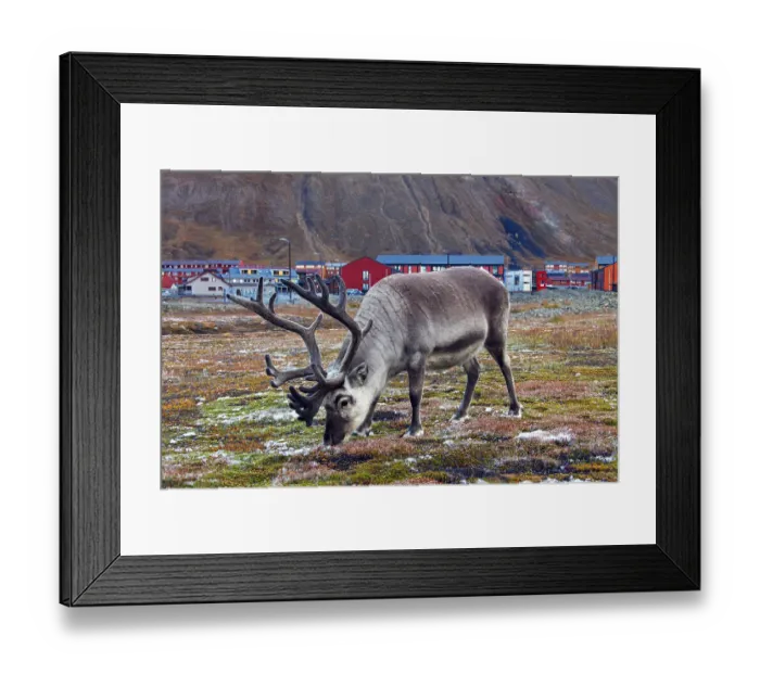 Framed Print : Svalbard reindeer (Rangifer tarandus platyrhynchus) Framed Print : Svalbard reindeer (Rangifer tarandus platyrhynchus)